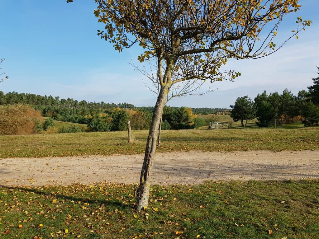 Herbstliche Wiese mit einzelnem Baum, Sandweg und Waldrand auf dem Resort-Gelände