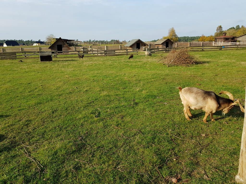 Streichelzoo-Gehege mit Ziege, Schafen und Holzhütten